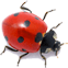 coccinelle