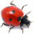 coccinelle